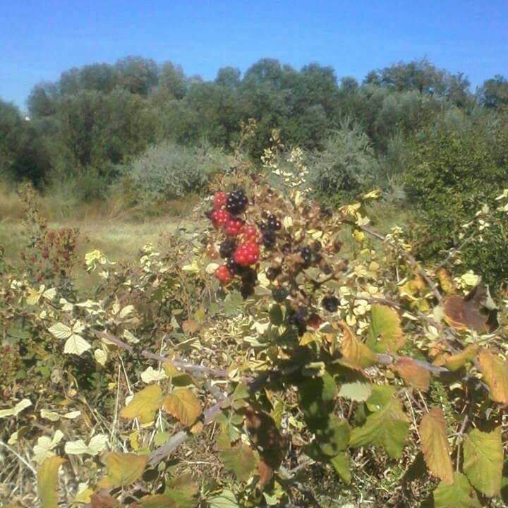 Çorum Hacıbey Köyü Resimleri 7