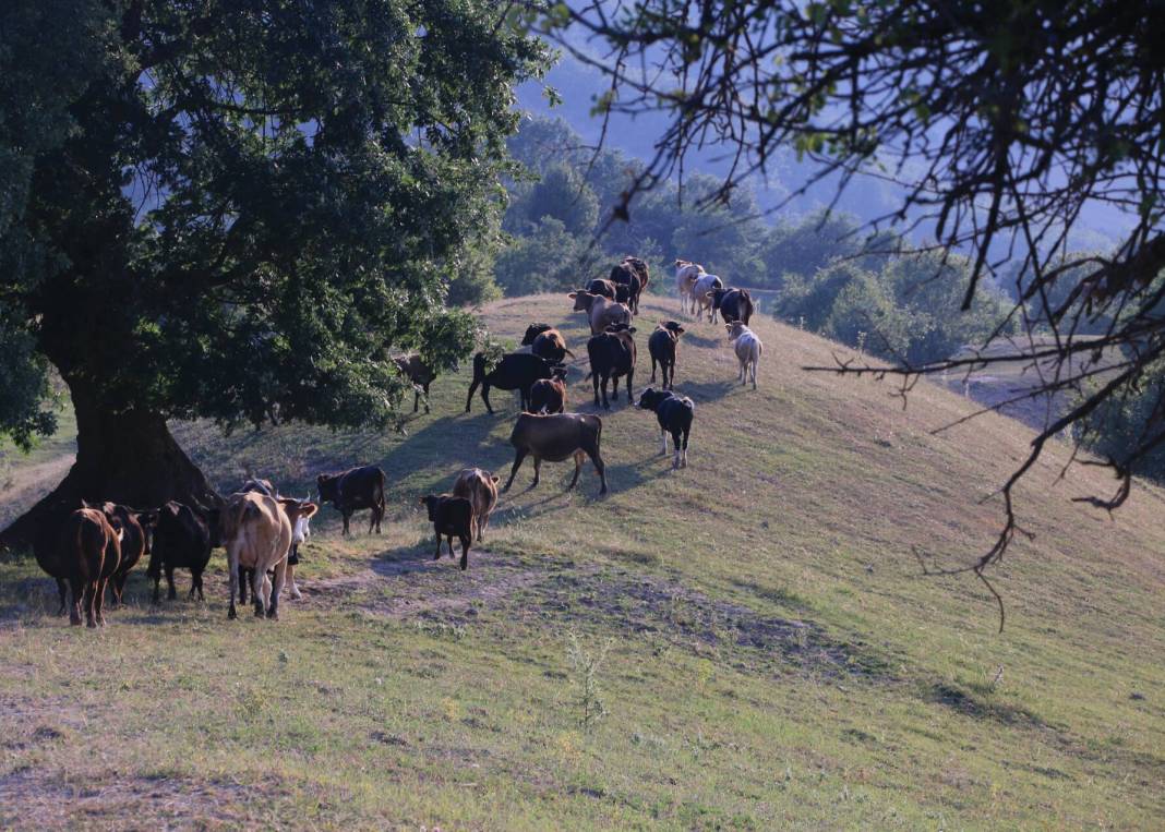 Durağan Çorakyüzü Köyü Resimleri 6