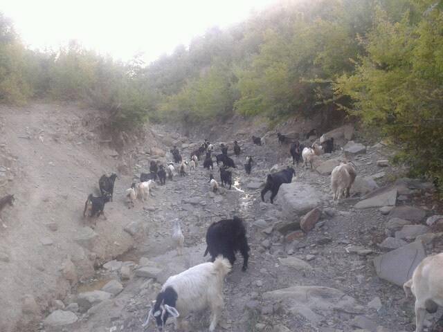 Durağan Dereli Köyü Resimleri 8