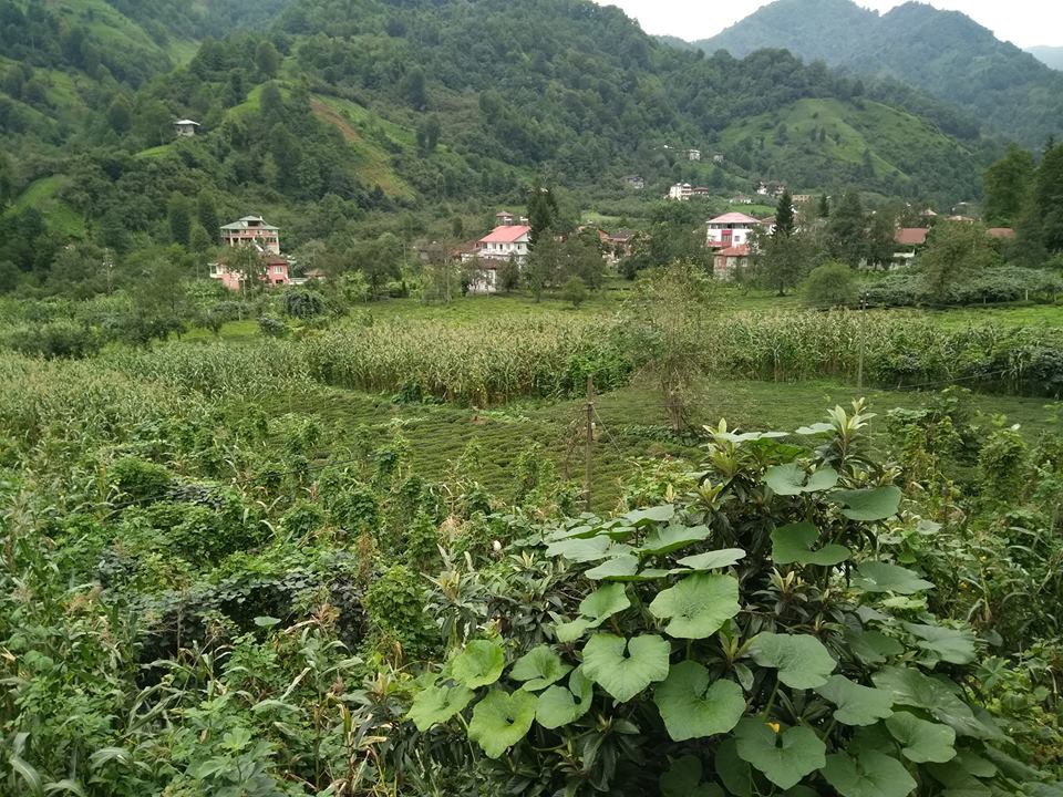 Fındıklı Arılı Köyü Resimleri 20