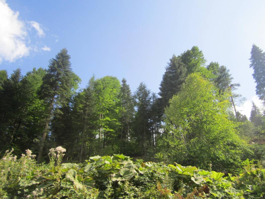 Durağan Gürpınar Köyü Resimleri 1