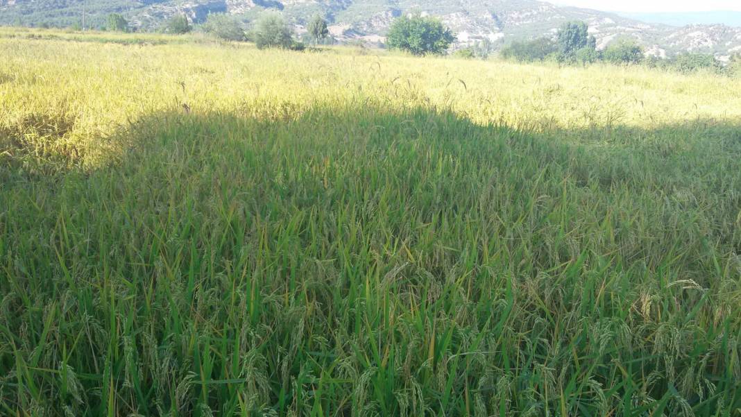 Durağan Hacıoğlan Köyü Resimleri 3