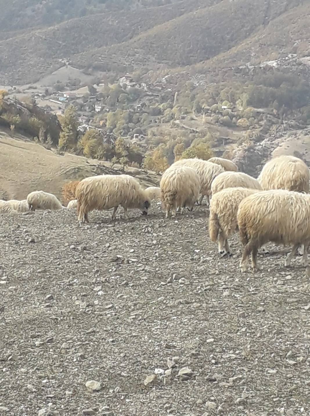 Durağan Kaplangı Köyü Resimleri 5