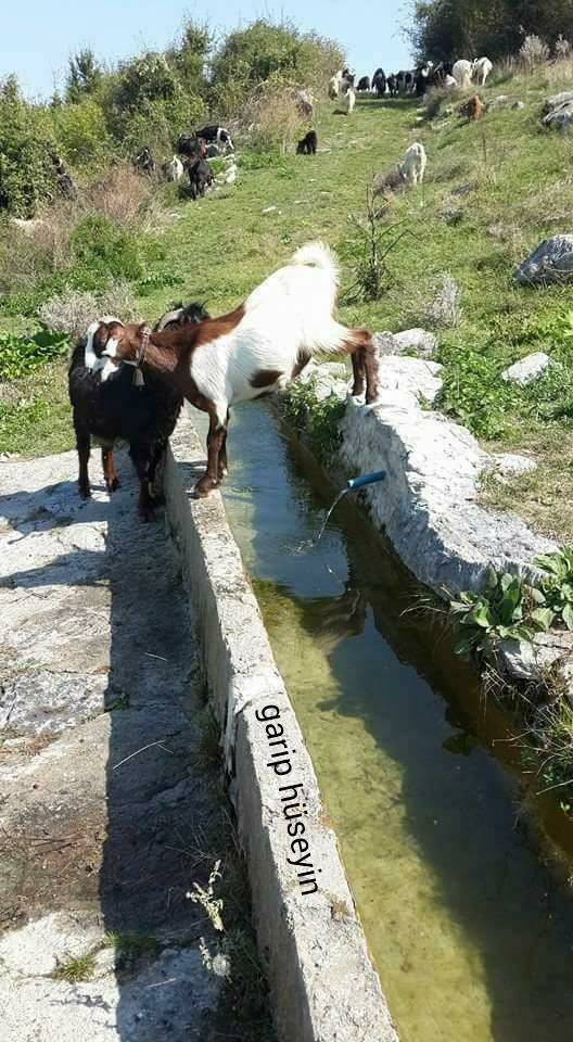 Durağan Kavaklı Köyü Resimleri 5