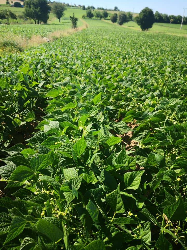 Burdur Halıcılar Köyü Resimleri 2