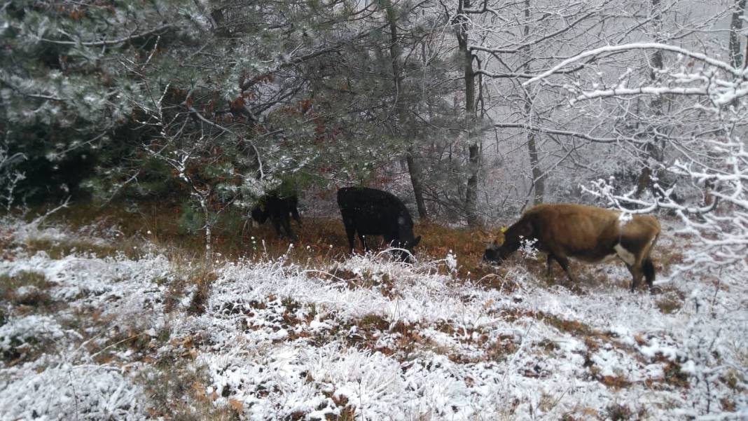 Durağan Köseli Köyü Resimleri 4