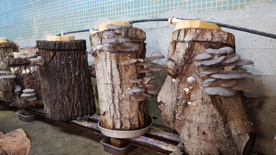 Durağan Uzunöz Köyü Resimleri 15