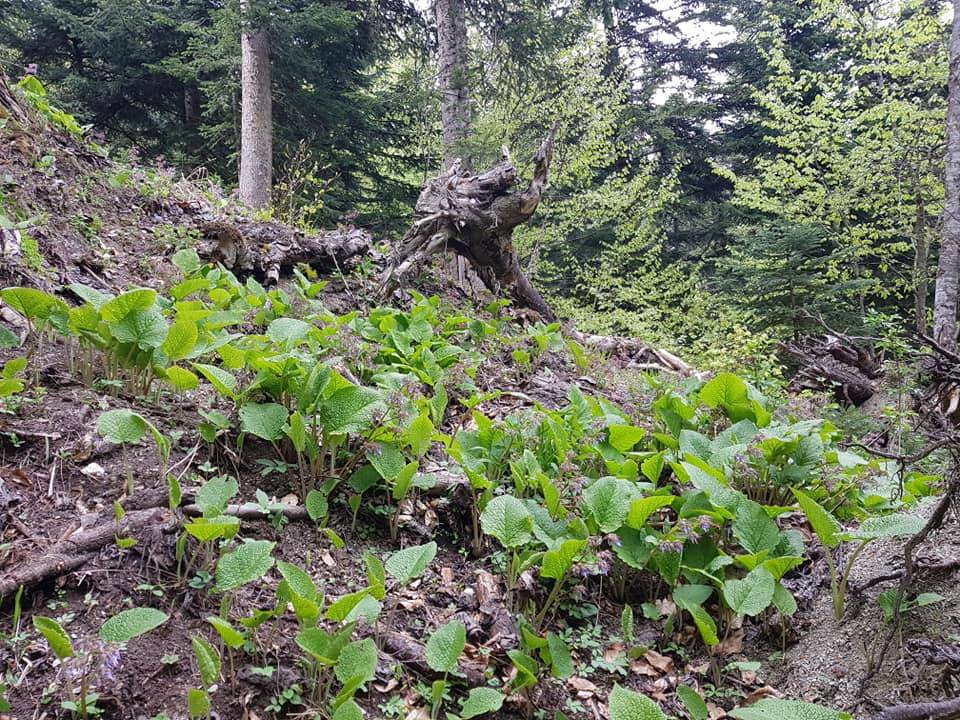 Durağan Uzunöz Köyü Resimleri 7