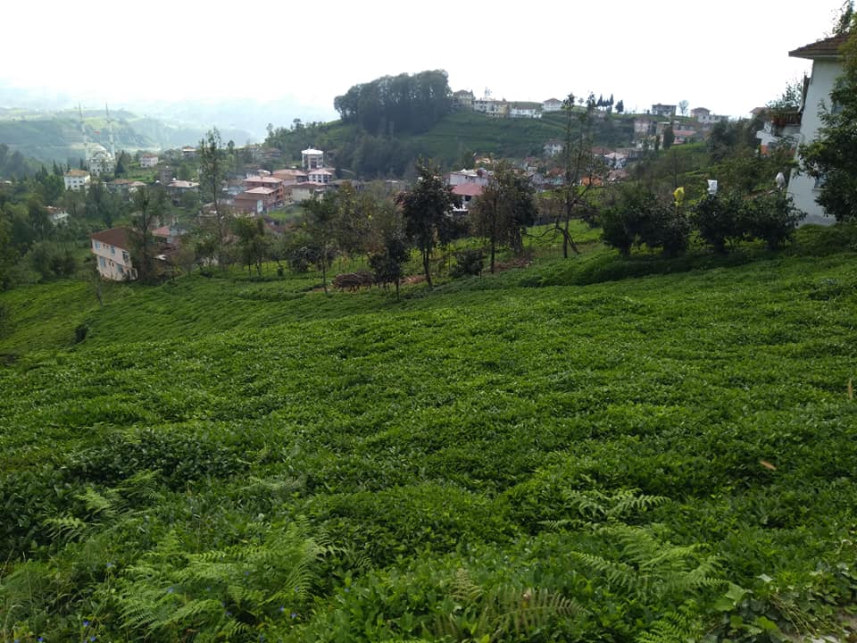 Derepazarı Kirazdağı Köyü Resimleri 10