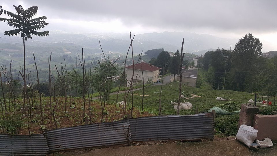 Derepazarı Kirazdağı Köyü Resimleri 7