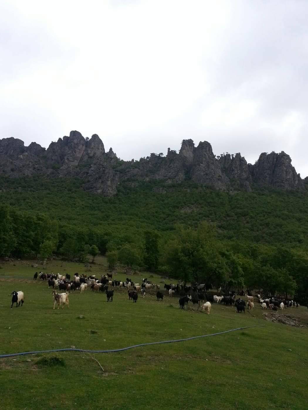 Durağan Yassıalan Köyü Resimleri 6