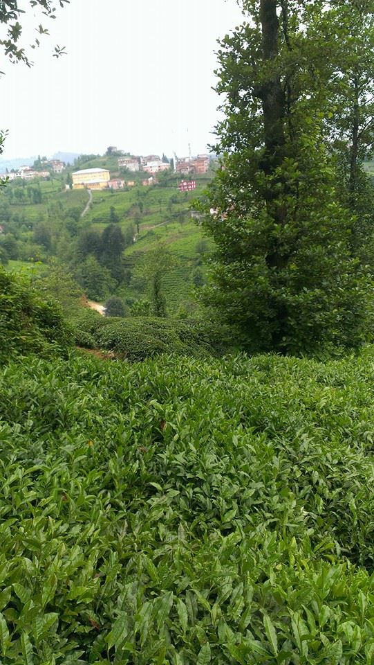 Derepazarı Maltepe Köyü Resimleri 1