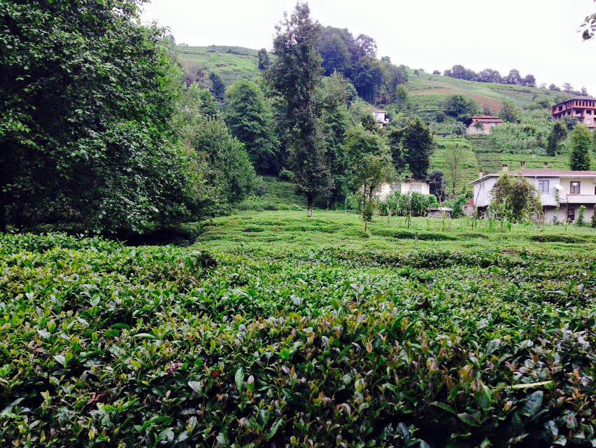 Derepazarı Maltepe Köyü Resimleri 10