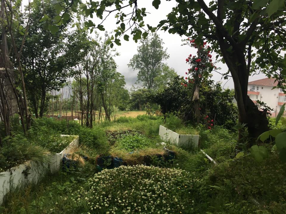 Derepazarı Maltepe Köyü Resimleri 2