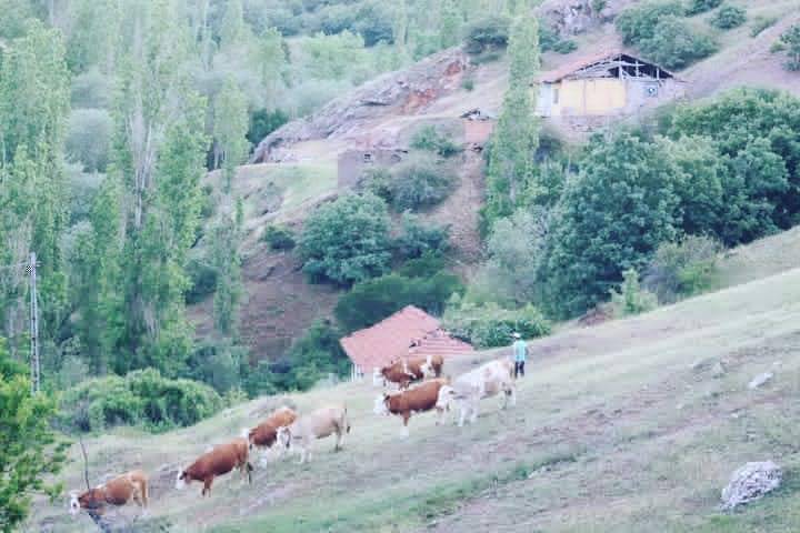 Çorum Harmancık  Köyü Resimleri 2