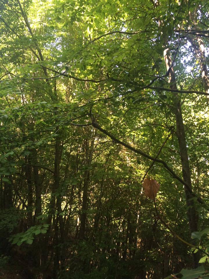 Erfelek Güven Köyü Resimleri 3