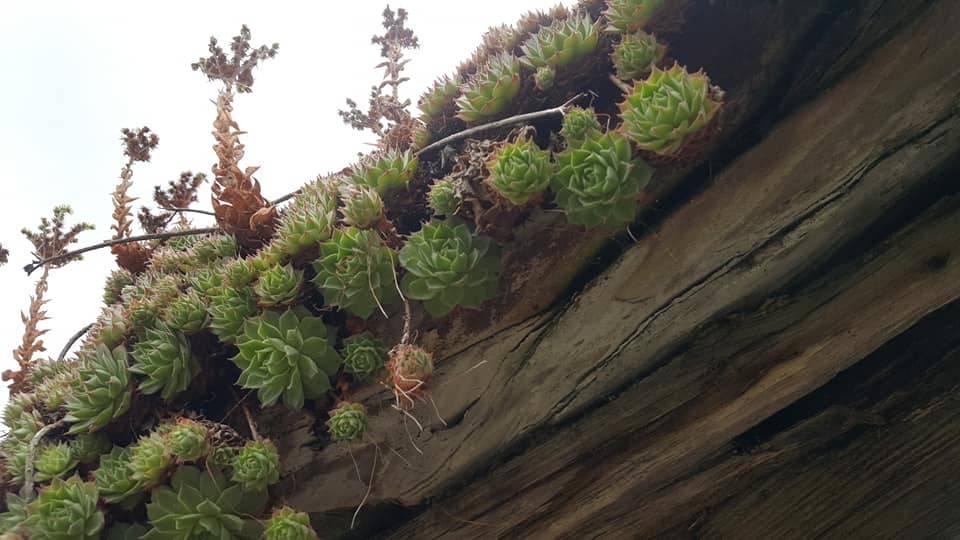 Erfelek Hacılar Köyü Resimleri 6