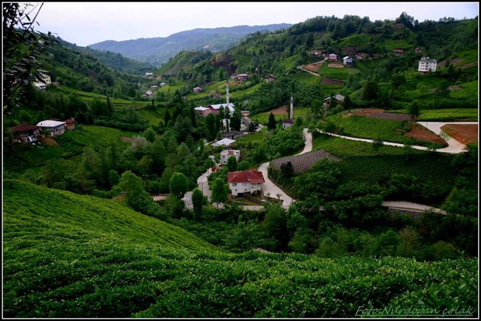 Fındıklı Beydere Köyü Resimleri 1