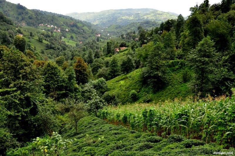 Fındıklı Beydere Köyü Resimleri 8