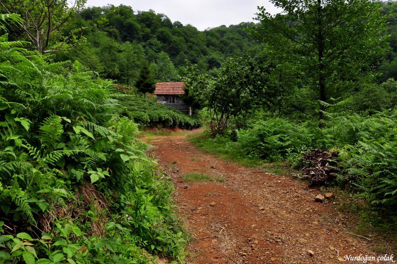 Fındıklı Beydere Köyü Resimleri 9