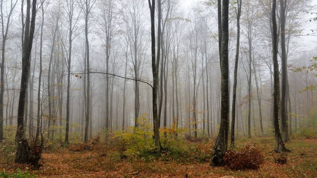 Erfelek Hasandere Köyü Resimleri 6