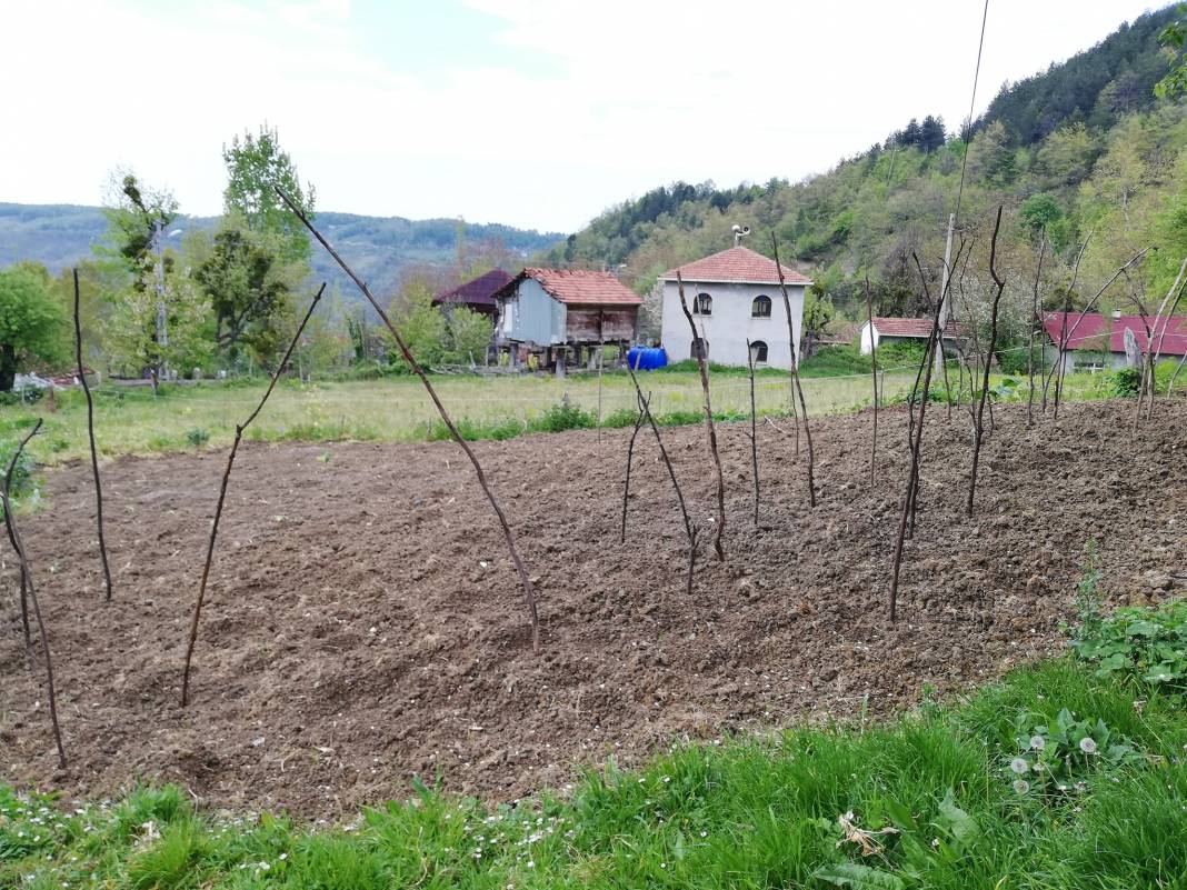 Erfelek Horzum Köyü Resimleri 5