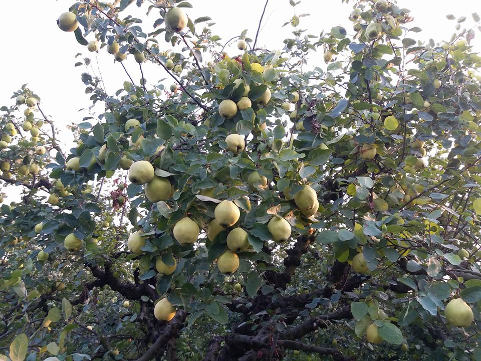 Pamukova Bacıköy Köyü Resimleri 7