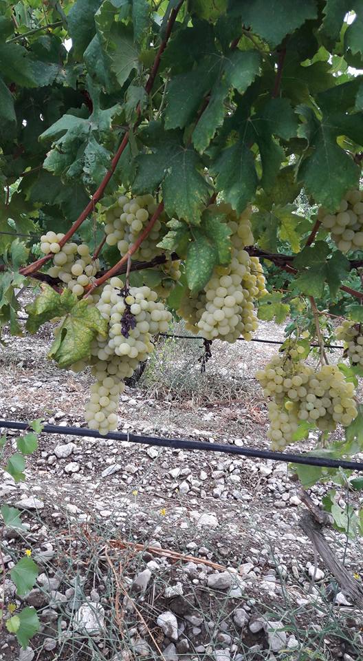 Pamukova Bacıköy Köyü Resimleri 8