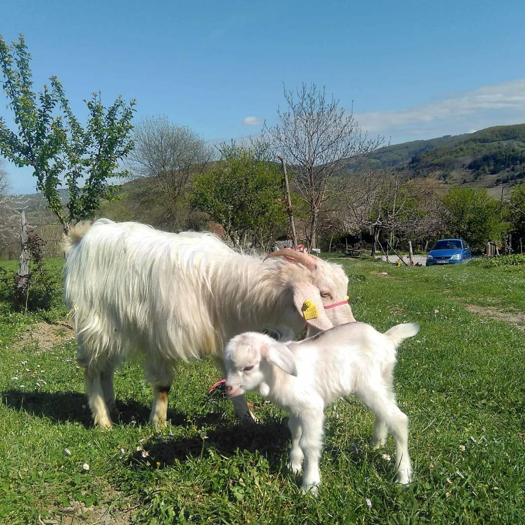 Erfelek Kurcalı Köyü Resimleri 1