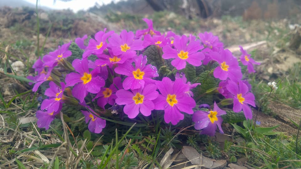 Pamukova Bakacak Köyü Resimleri 2