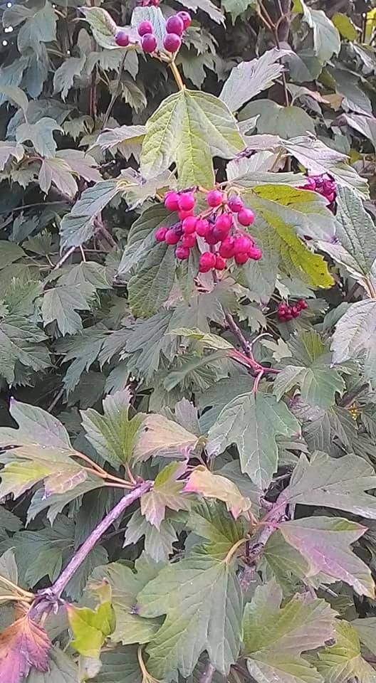 Çorum Kuşsarayı Köyü Resimleri 2