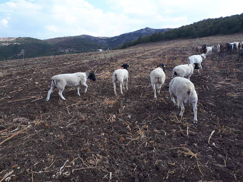 Çorum Kuşsarayı Köyü Resimleri 8
