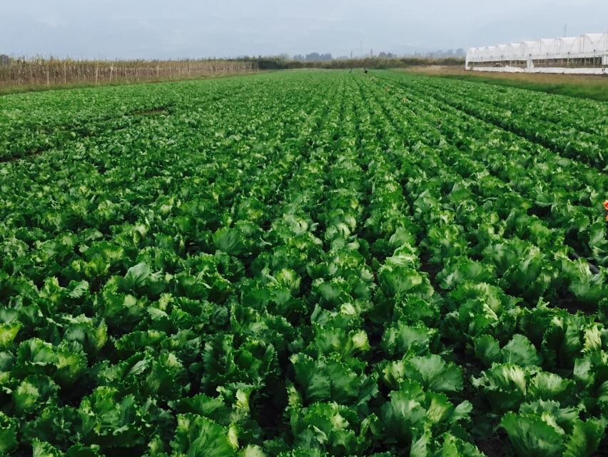 Pamukova Cihadiye Köyü Resimleri 12