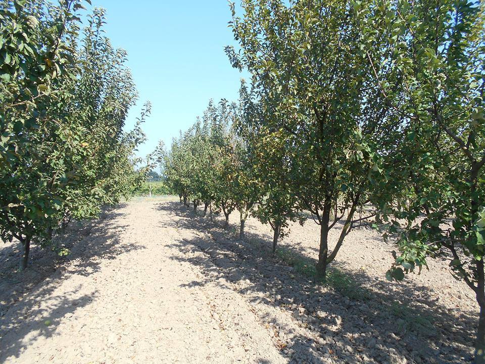 Pamukova Cihadiye Köyü Resimleri 13