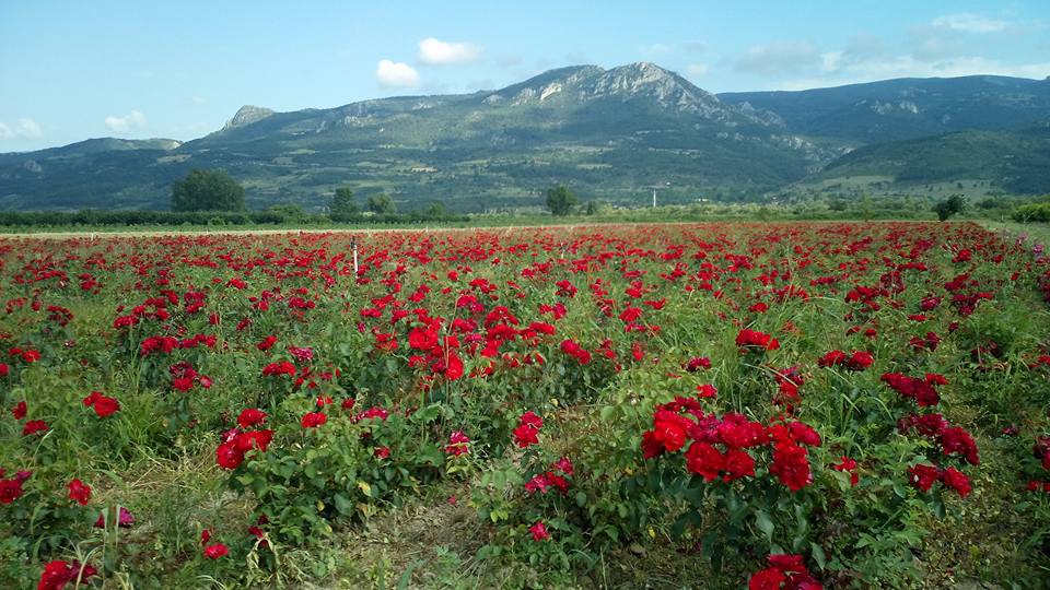 Pamukova Cihadiye Köyü Resimleri 5