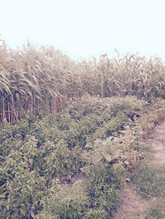 Pamukova Eğriçay Köyü Resimleri 5