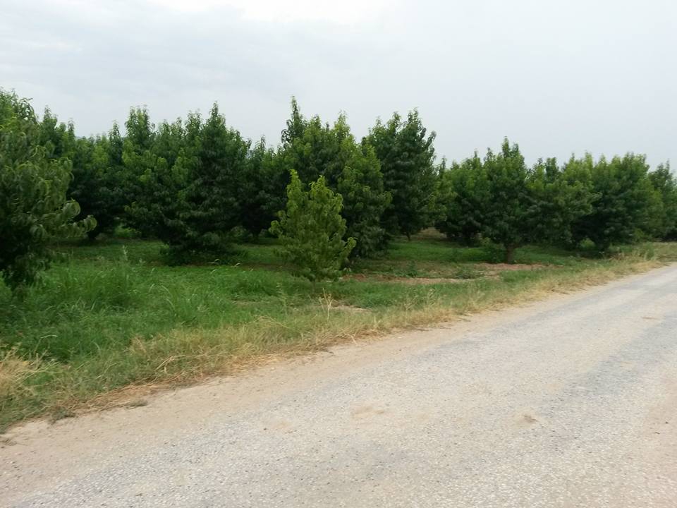 Pamukova Eğriçay Köyü Resimleri 6