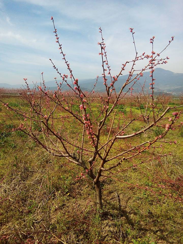 Pamukova Eğriçay Köyü Resimleri 7