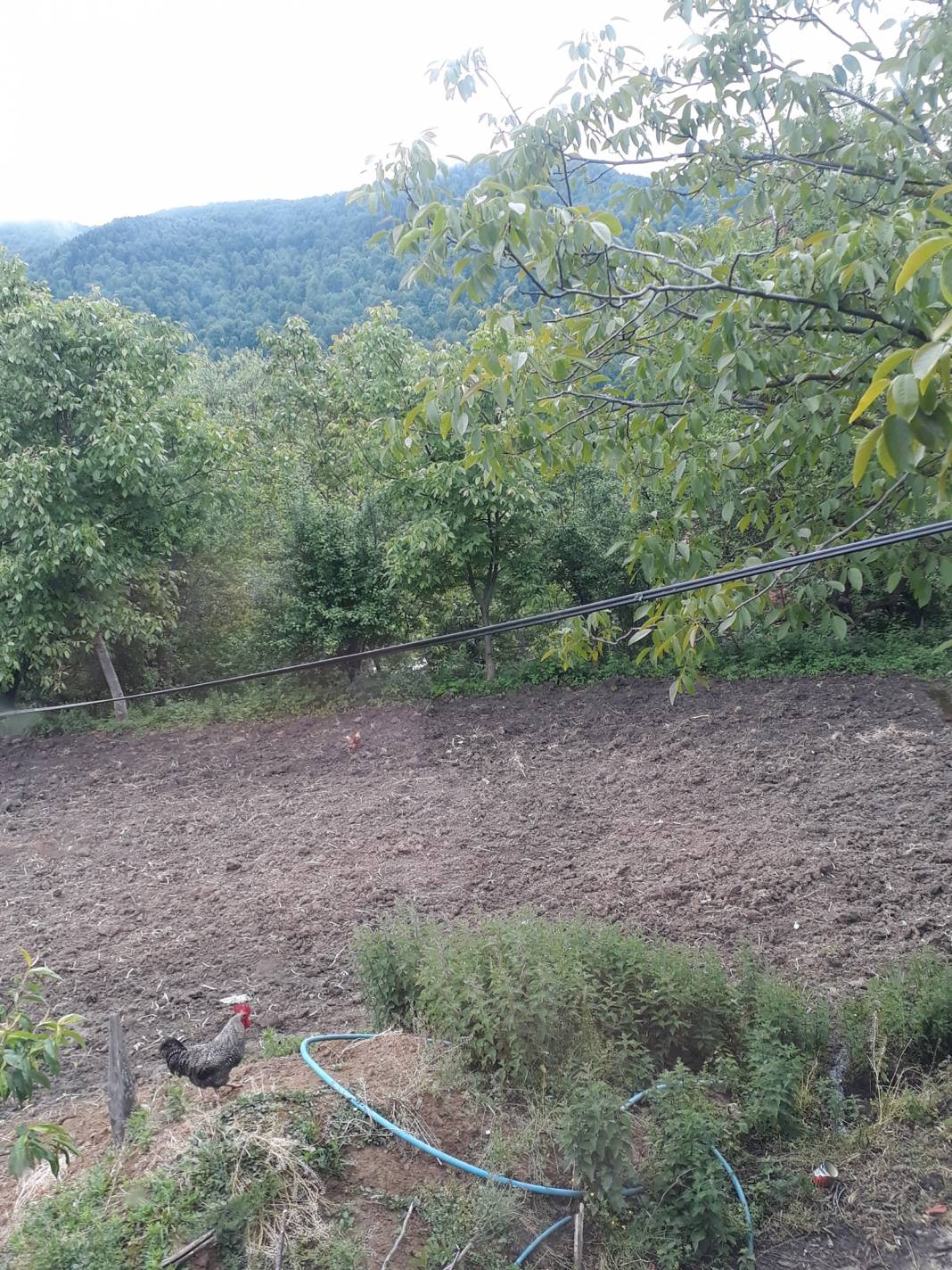 Erfelek Tatlıca Köyü Resimleri 1