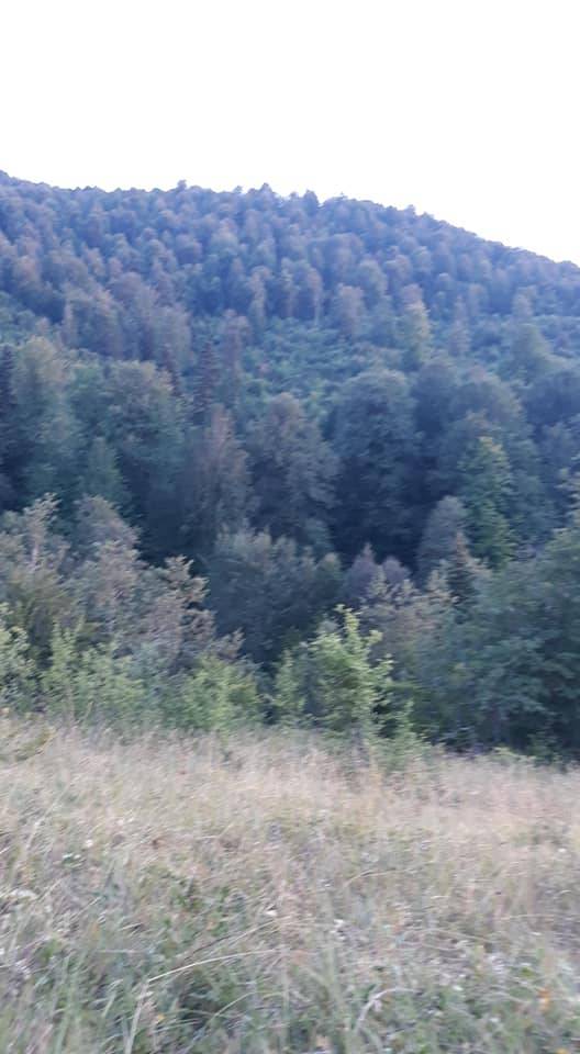 Erfelek Tatlıca Köyü Resimleri 7