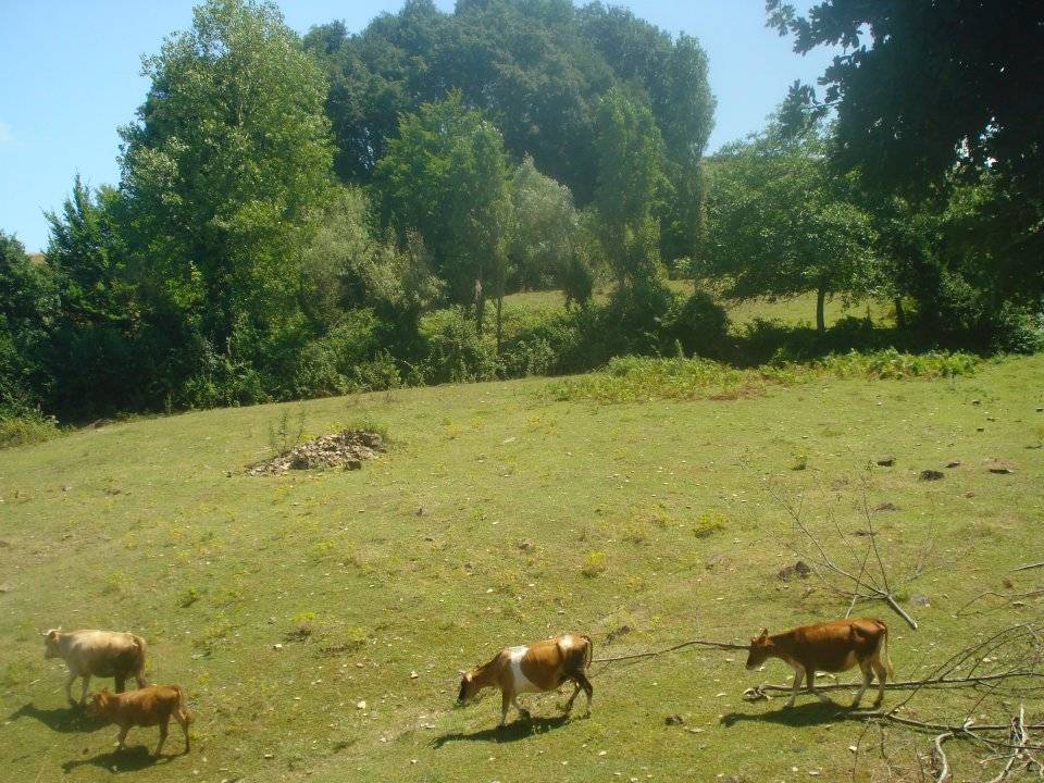 Gerze Belören Köyü Resimleri 3
