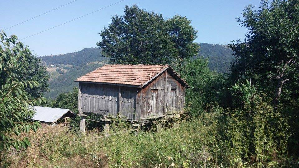 Gerze Boyalı Köyü Resimleri 3