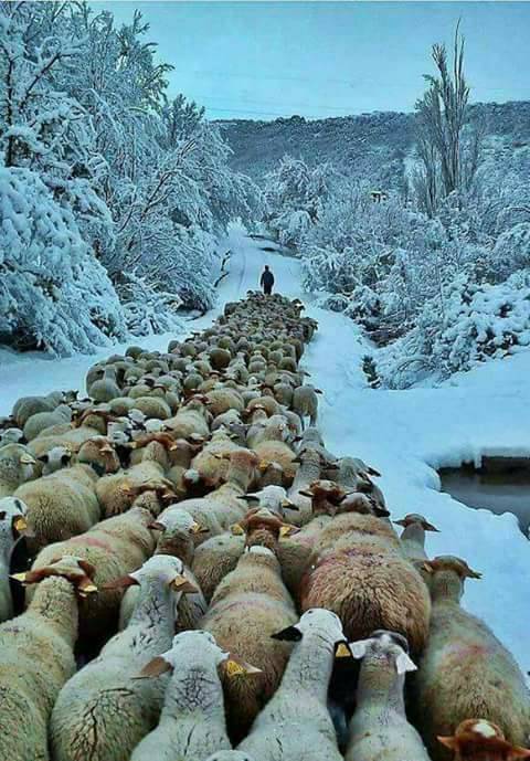 Gerze Boyalı Köyü Resimleri 5