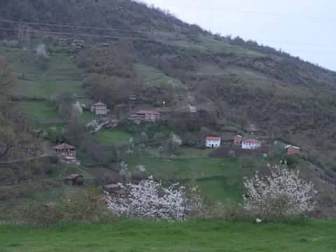 Gerze Boyalıca Köyü Resimleri 9