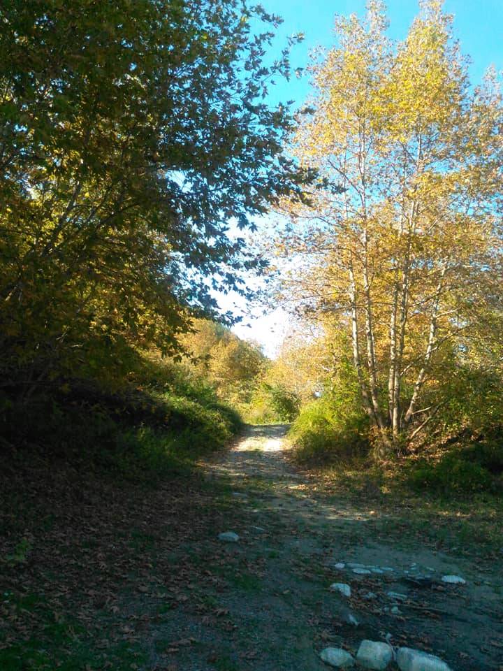 Gerze Gürsökü Köyü Resimleri 4