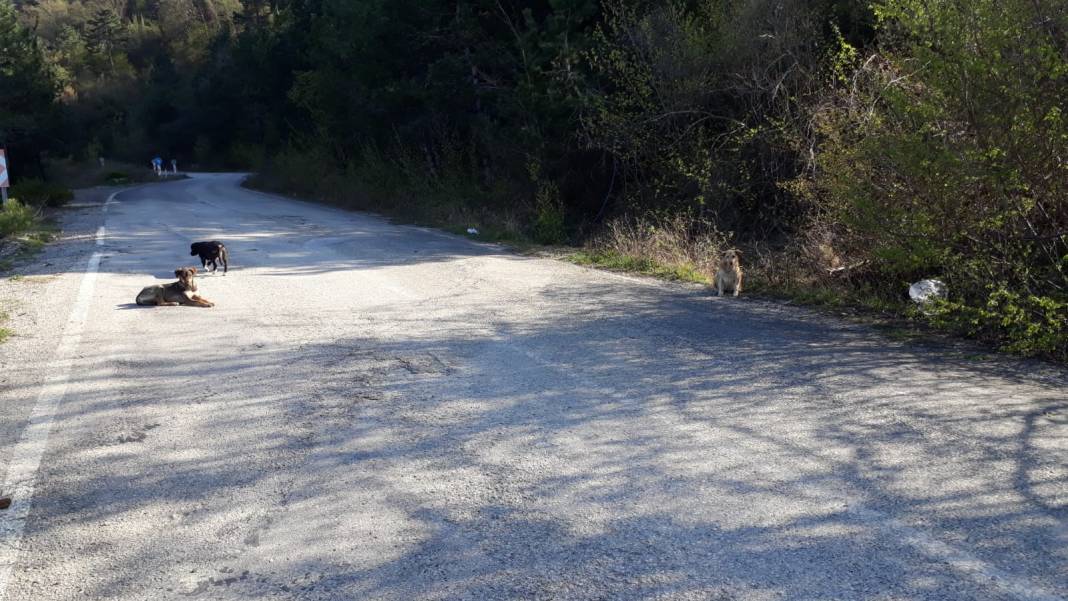 Gerze Hacıselli Köyü Resimleri 5