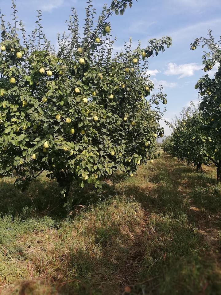 Pamukova Gökgöz Köyü Resimleri 11