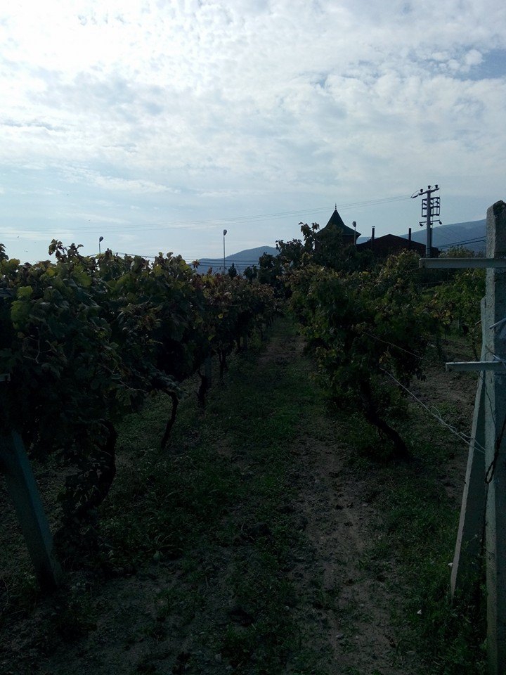 Pamukova Hayrettin Köyü Resimleri 11