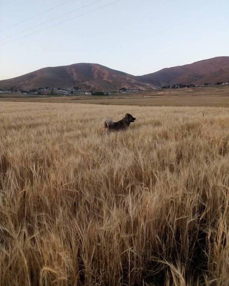 Van Doyumalan Köyü Resimleri 2