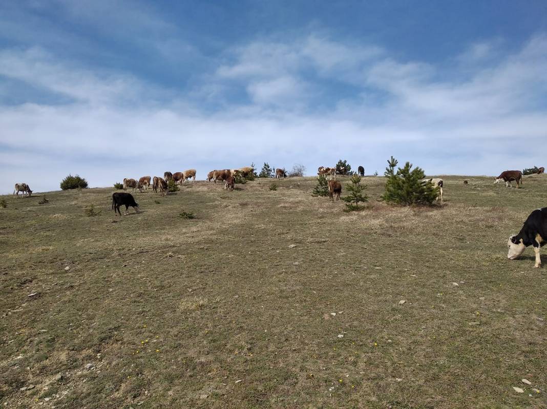 Gerze Sarımsak Köyü Resimleri 4